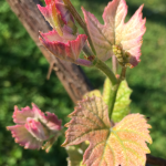 Spring Grapes 1 Crop