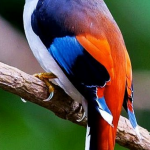 COLORS Bird of Paradise