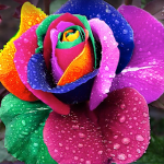 ROSES Colorful
