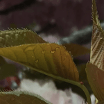 3 Hearts H2O drops BEST1