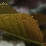 Heart Water Droplets Zoom